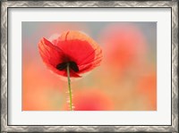 Framed Poppy Dream