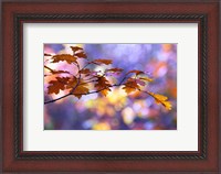 Framed United Colors of Autumn