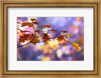 Framed United Colors of Autumn