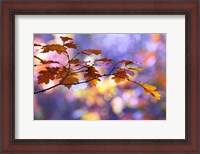 Framed United Colors of Autumn