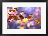 Framed United Colors of Autumn