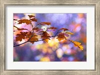 Framed United Colors of Autumn