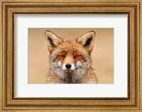 Framed Zen Fox Red Portrait