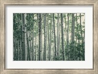 Framed Obscured by Alders