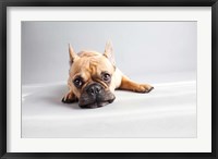 Framed Sad Frenchie