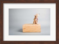 Framed Small Dog, Big World