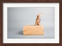 Framed Small Dog, Big World