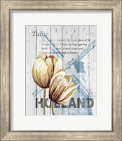 Framed Holland Tulips