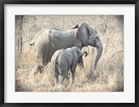 Framed Elephants