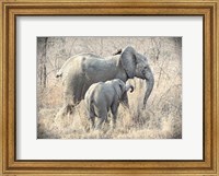 Framed Elephants