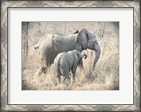 Framed Elephants