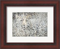 Framed Leopard