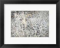 Framed Leopard