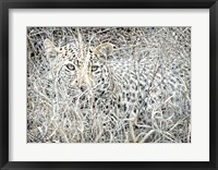 Framed Leopard