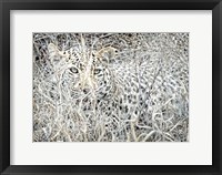 Framed Leopard