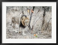 Framed Lion