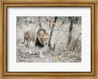 Framed Lion