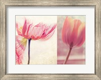 Framed Poppy & Tulip