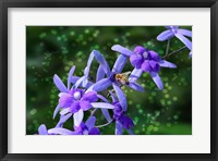 Framed Bee and Purple Flowers