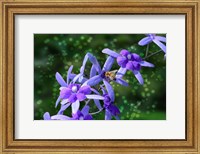 Framed Bee and Purple Flowers