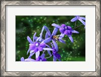 Framed Bee and Purple Flowers