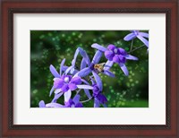 Framed Bee and Purple Flowers