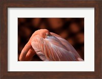 Framed Flamingo