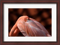 Framed Flamingo