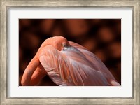 Framed Flamingo