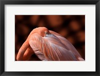 Framed Flamingo