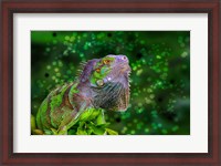 Framed Green Iguana