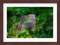 Framed Green Iguana