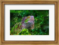 Framed Green Iguana