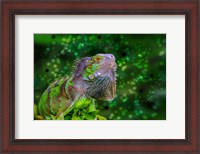 Framed Green Iguana