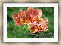 Framed Orange Orchid