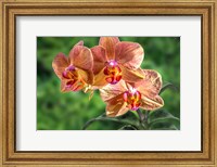 Framed Orange Orchid