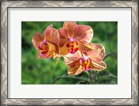 Framed Orange Orchid