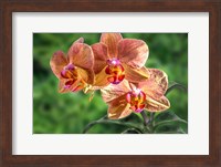 Framed Orange Orchid