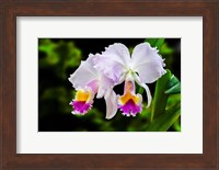 Framed White, Yellow and Fuchsia Orchids