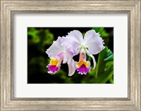 Framed White, Yellow and Fuchsia Orchids