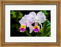 Framed White, Yellow and Fuchsia Orchids