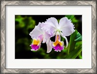 Framed White, Yellow and Fuchsia Orchids