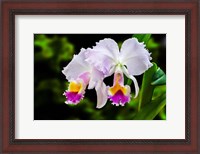 Framed White, Yellow and Fuchsia Orchids