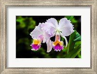 Framed White, Yellow and Fuchsia Orchids
