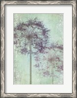 Framed Allium Globe Master