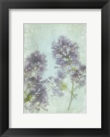 Framed Lilac