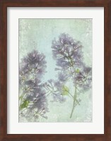 Framed Lilac