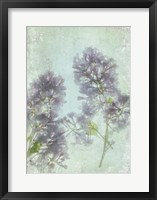 Framed Lilac