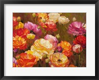 Framed Ranunculus Garden