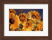 Framed Sunflower